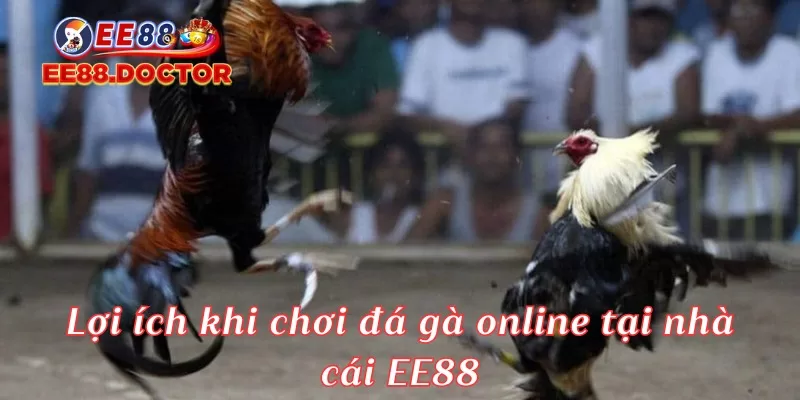 Lợi ích khi chơi đá gà online tại nhà cái EE88